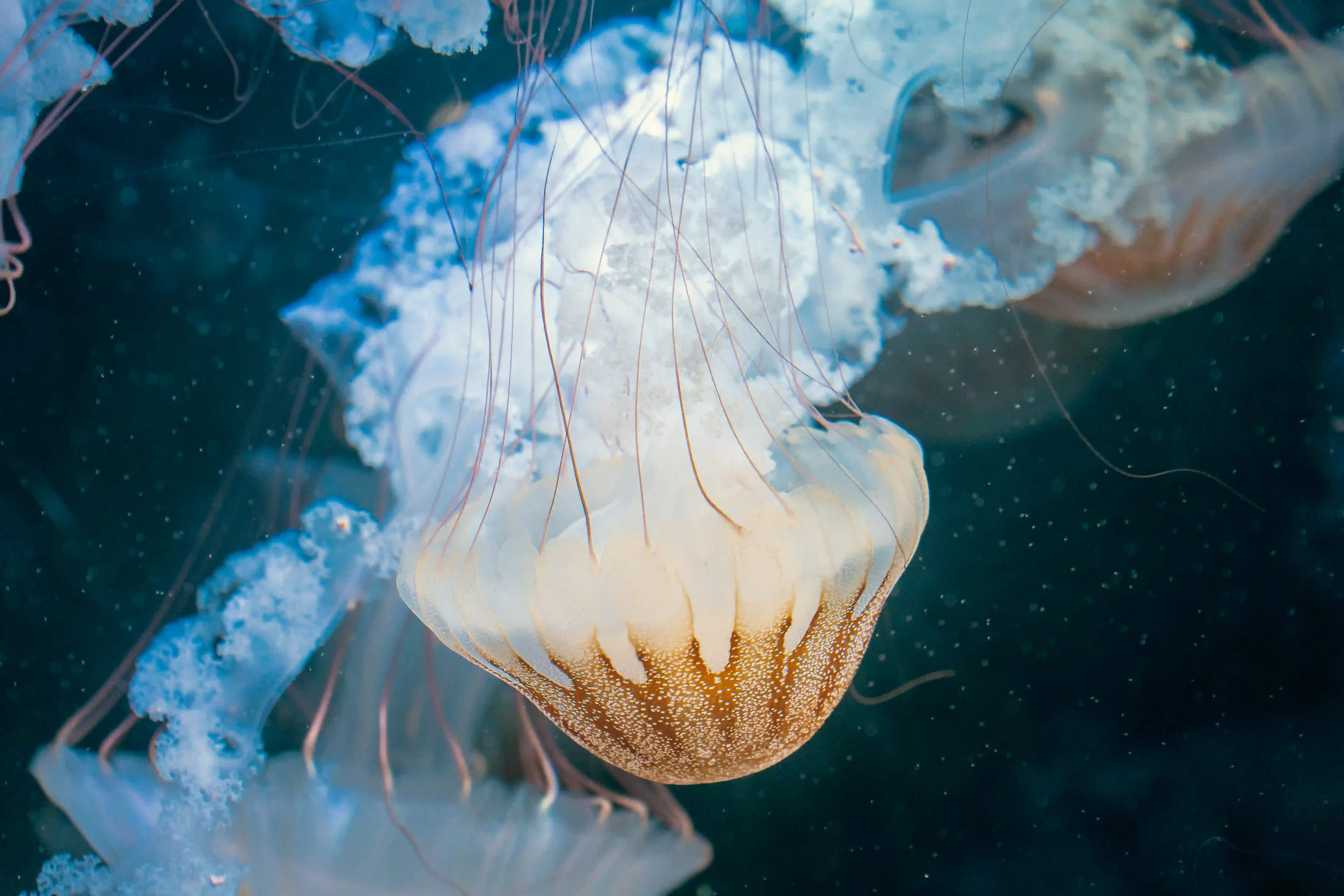 Photographie d'une méduse de l'aquarium de La Rochelle